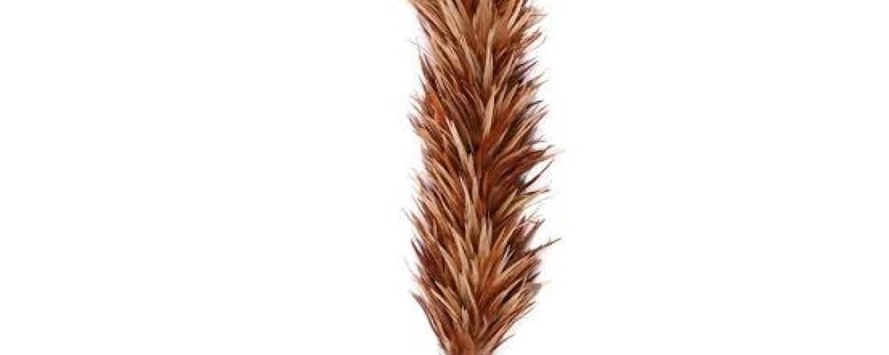 Feather Duster Purchase Chicken Feather Duster in Dhaka